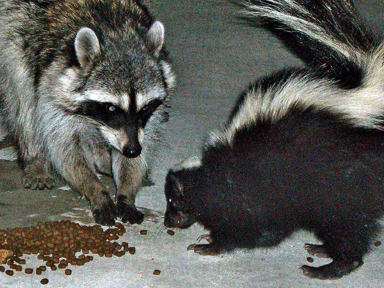 Why Are Raccoons Destroying My Lawn Wildlifeshield ca