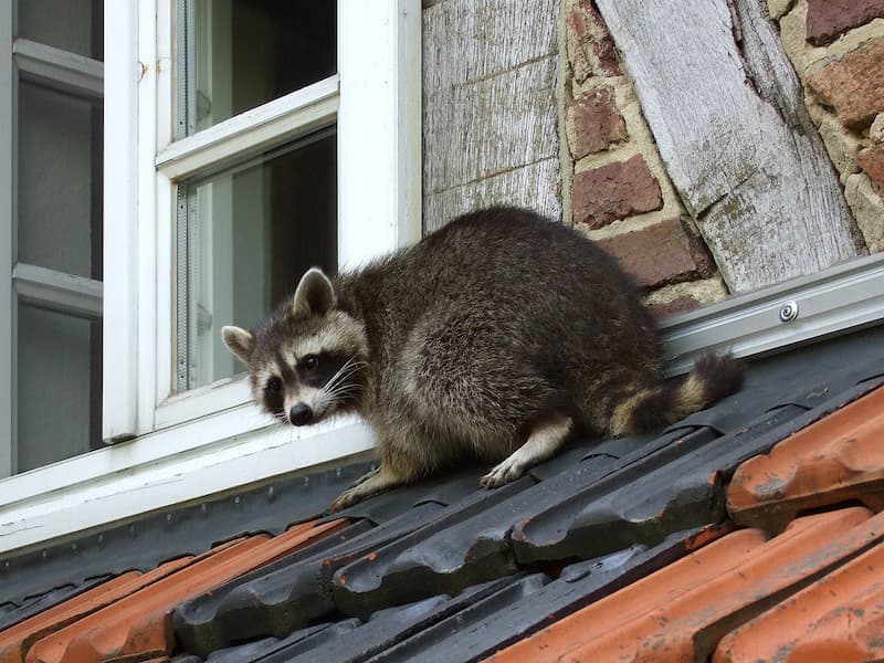 are raccoons as smart as dogs