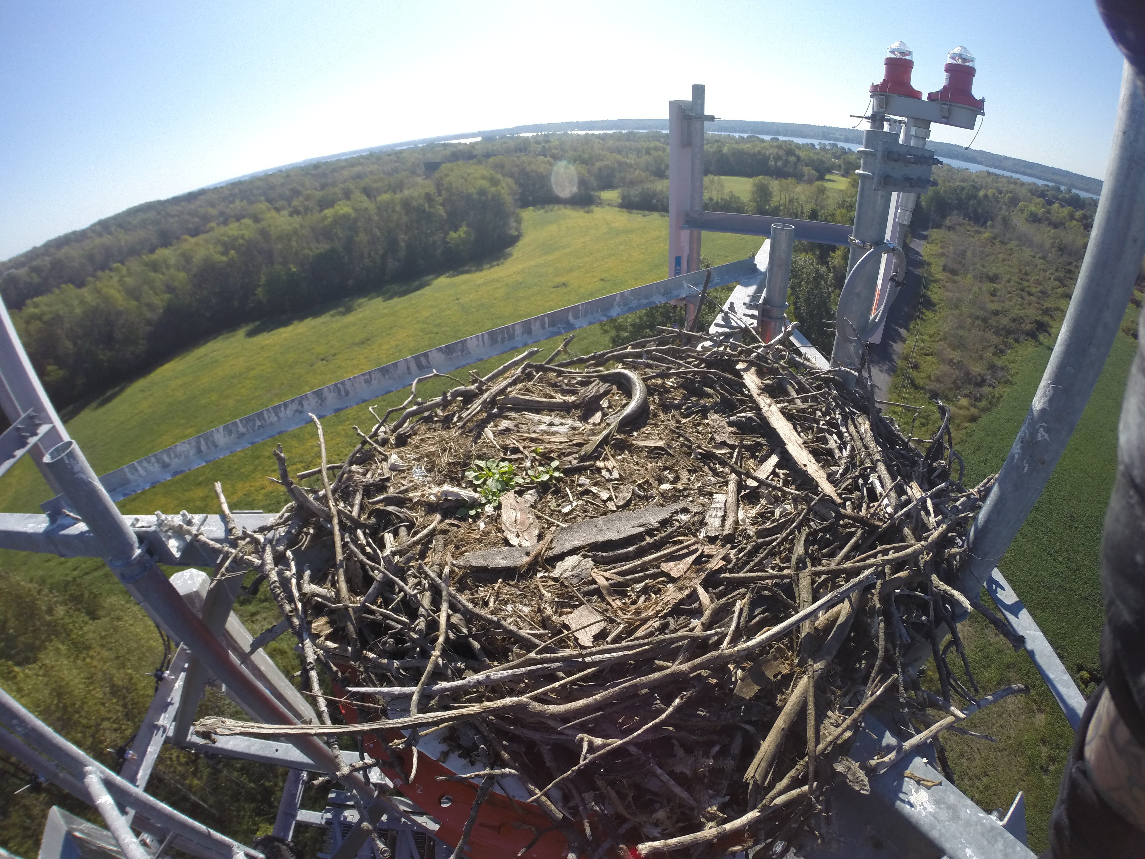 osprey nest building