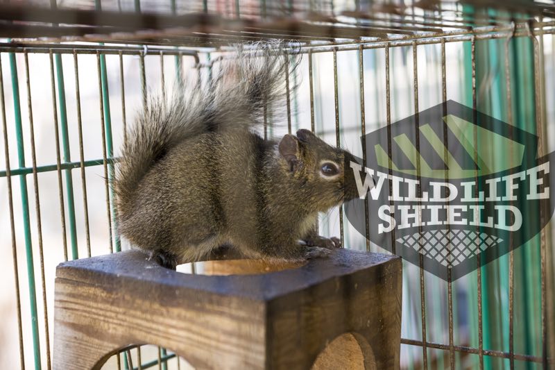 Squirrel trap online