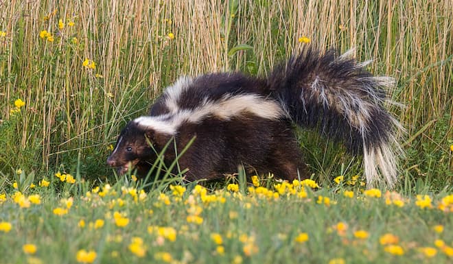 Skunk & Squirrel Trap