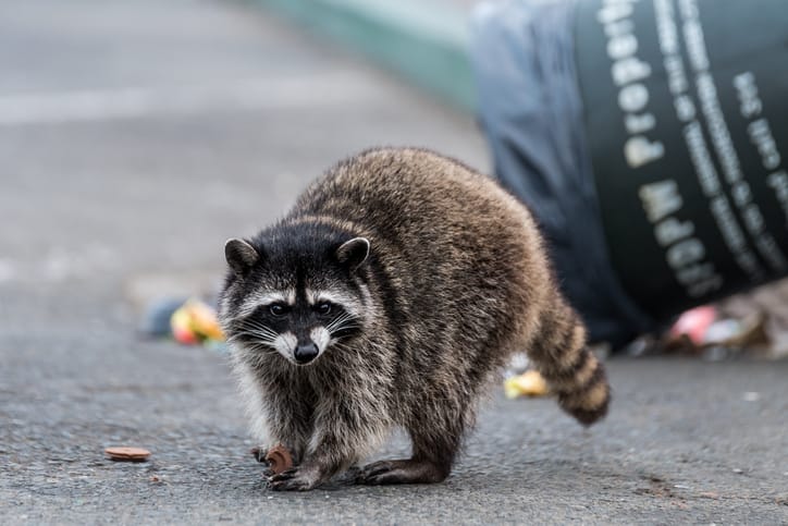 How Do Raccoons Break Into The House? - Wildlifeshield.ca