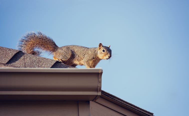 How to Get Squirrels Out of the Attic - Evictor