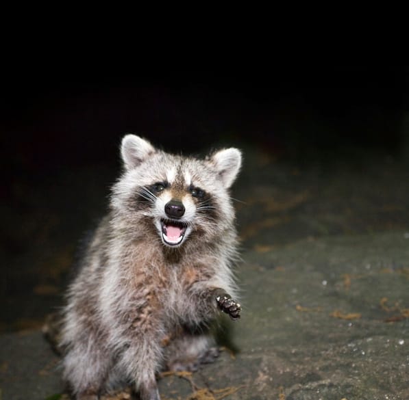 How to Tell if a Raccoon Has Rabies? - Wildlifeshield.ca