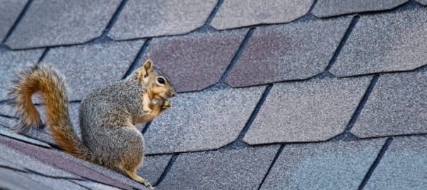 squirrels in attic Archives