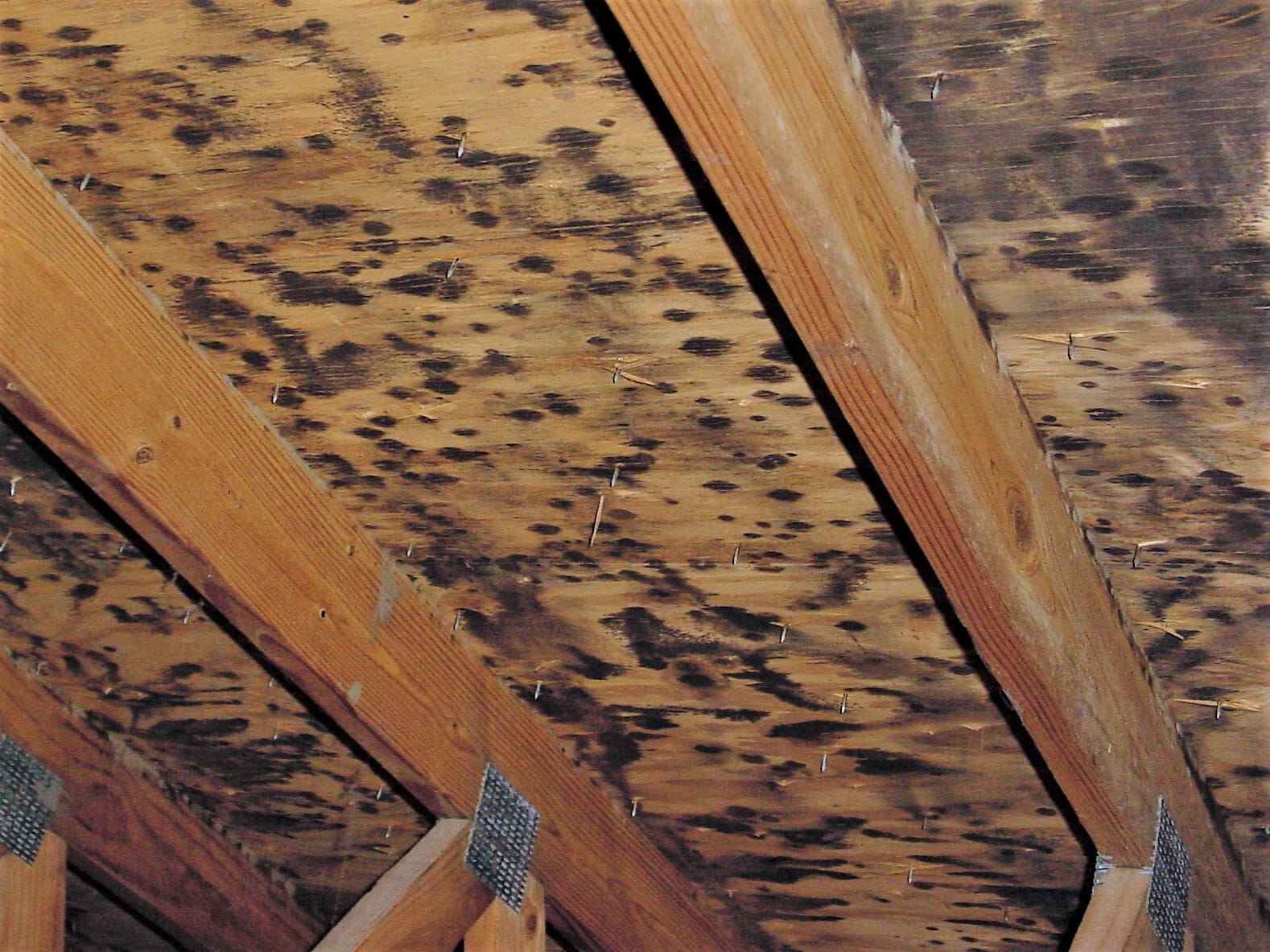 Common Causes Of Mold In The Attic Wildlifeshield ca