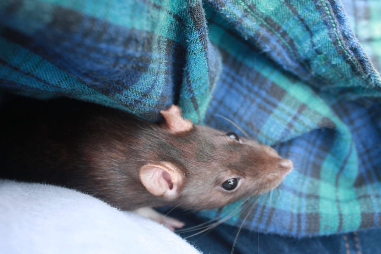 Home Remedies to Get Rid of Rats in Attic - Wildlifeshield.ca