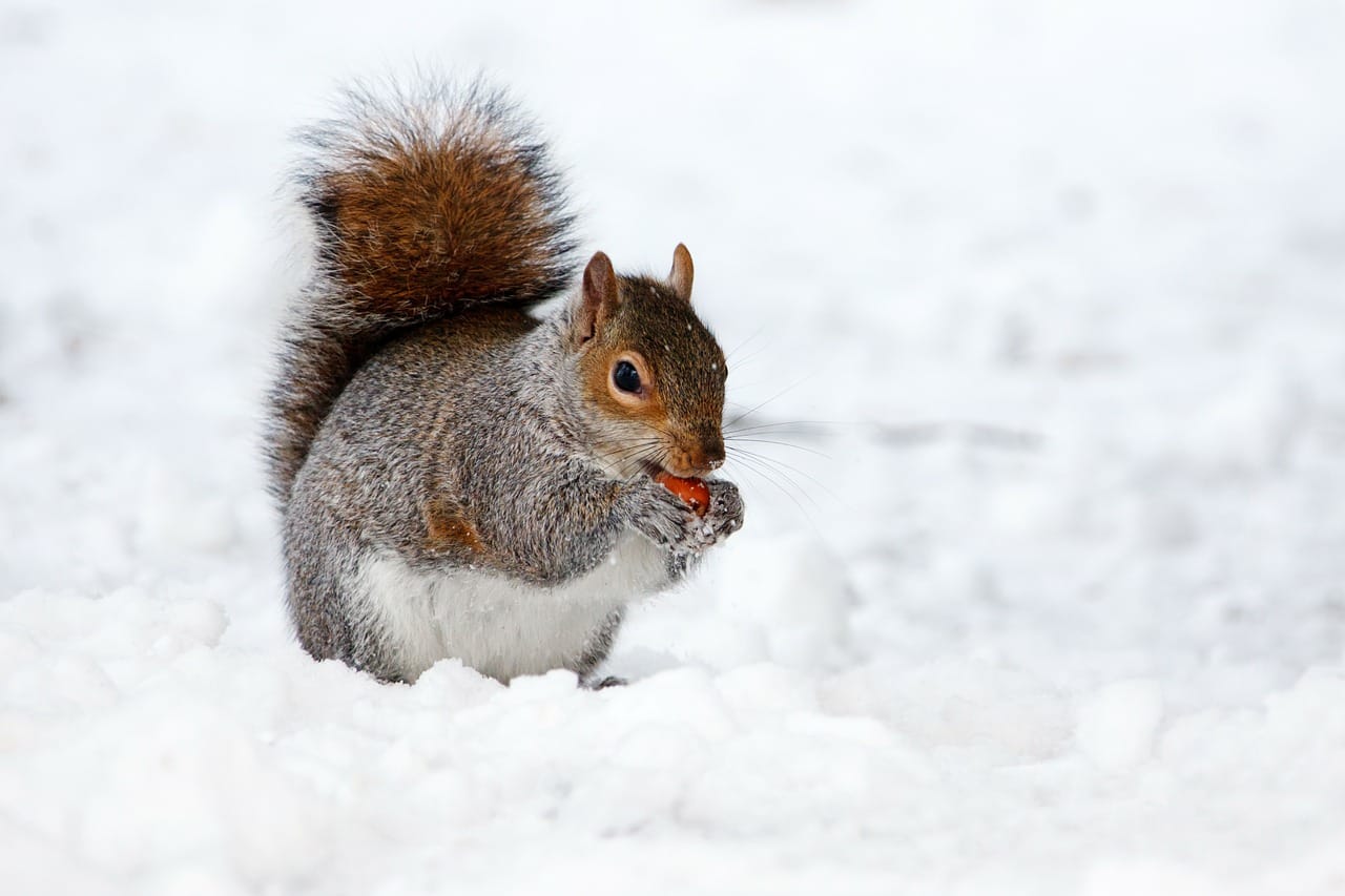 What Damage Can Squirrels Cause to Your Property - Wildlifeshield.ca