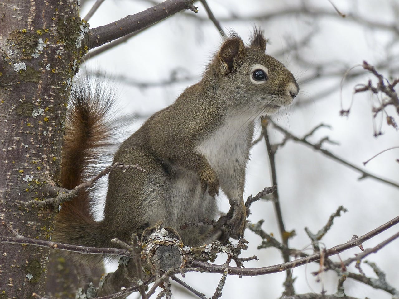 What Home Remedy Keeps Squirrels Away - Wildlifeshield.ca